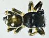 Heliophanus apiatus